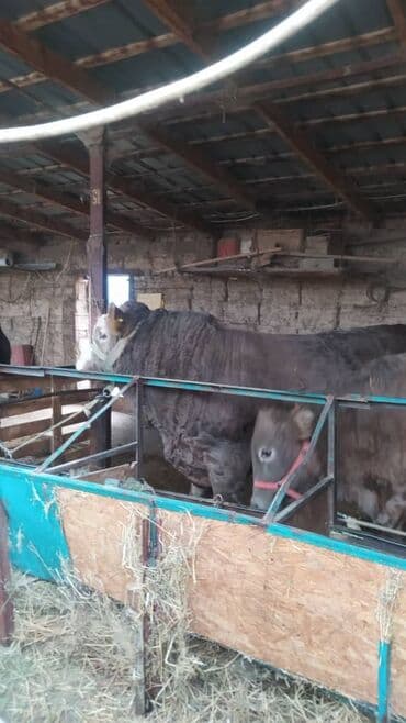 продажа охотничьих собак: Продаю | Бык (самец) | Симментальская | На забой — 2