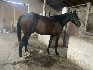 продаю собаку: Продаю | Жеребец | Полукровка | Конный спорт — 4