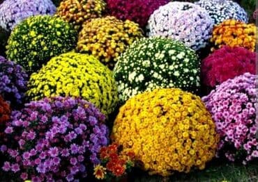 цветы гартензии: Хризантема мультифлора 30 разных сортов . Мадина хризантема с — 2