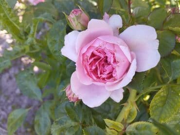 декоративные растения: Около 300 видов Саженцы садовых роз (разные сорта и окраски) - — 11