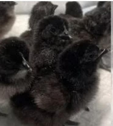 Рыбы: Продаю | Инкубационные яйца | Для разведения — 8