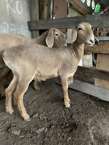 баран купить бишкек: Продаю | Ягненок | На забой | Племенные — 5