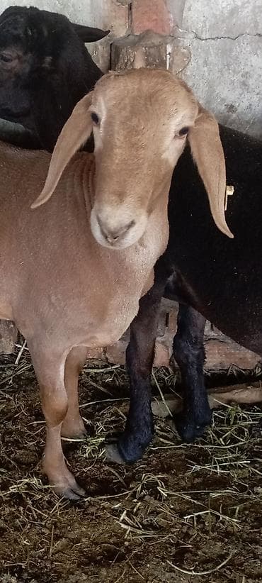 мясо кролик: Продаю | Ягненок, Баран (самец) | Арашан | Для разведения | Племенные, Осеменитель — 3