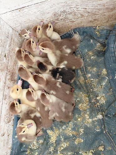 кошки бесплатные: Продам индоутят. 18 штук по 180 сом; — 1