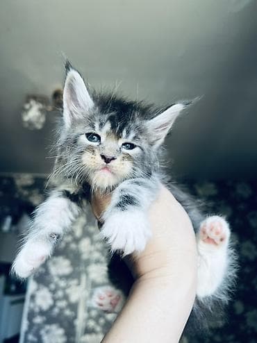🐾 Продаются котята породы мейн-кун 🐾 Крупные, ласковые и очень — 1
