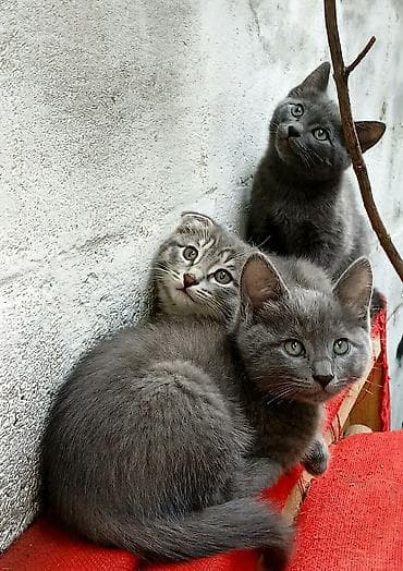 купить котенка шотландца: Вислоухий котёнок Скоттиш фолд. - Окрас: серый табби — 4