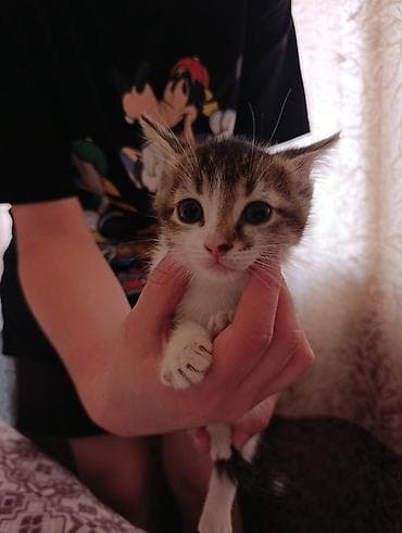 бенгальский котёнок: Продам котят мама вислоухая. проглиставаны,кушают всё,к лотку — 3