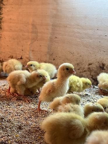 корм для несушек купить: Продается суточние перепелята. Порода - Техас утяжеленный - 25 сом — 1