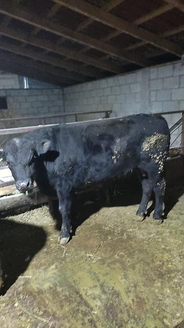 уйлар букалар: Сатам | Бука (эркек) | Бордоп семиртүү үчүн — 5