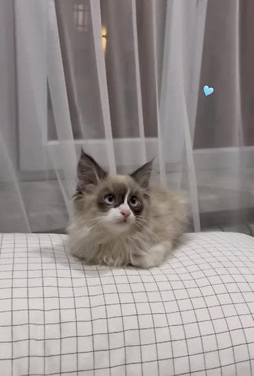 вислоухие кошки бишкек: Породистый котёнок рэгдолл (окрас сил-мицед или блю-поинт с белым) — 2