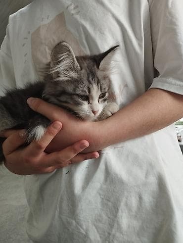 сколько стоит британские кошки: Нашли котенка на улице и ищем того кто мог бы забрать и позаботиться о — 4