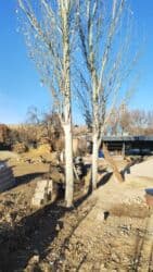 Садовые инструменты и инвентарь: Дрова Самовывоз, Платная доставка — 1