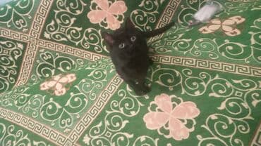 отдам в добрые руки: Кошка даром: Беспородная, 3 месяца, Девочка, Приучена к лотку — 3