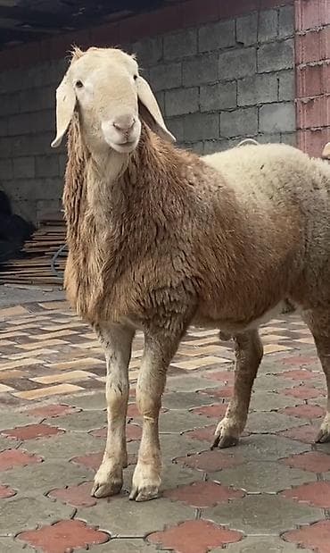 Кемирүүчүлөр: Сатам | Ургаачы кой (ургаачы) | Союуга | Ургаачы — 1