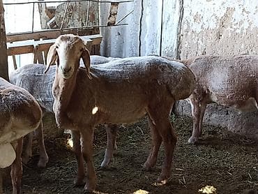 бекер иттер: Сатам | Кочкор (эркек) | Арашан | Союуга | Асыл тукумдуу — 1