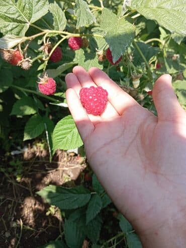 продаю в связи с переездом: Малина — 10