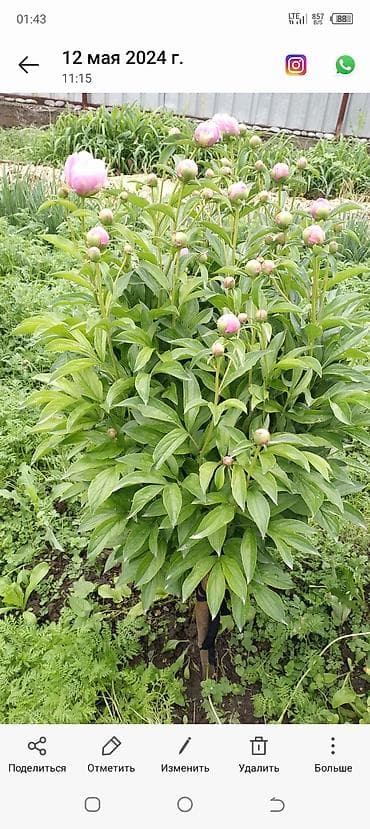 фикус бенджамин: Бесплатная доставка — 3