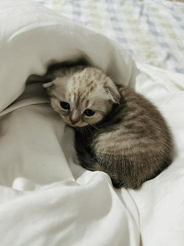 шотландские кошки: Шотландский вислоухий котёнок (скоттиш-фолд) Мальчик месяц - Окрас — 2