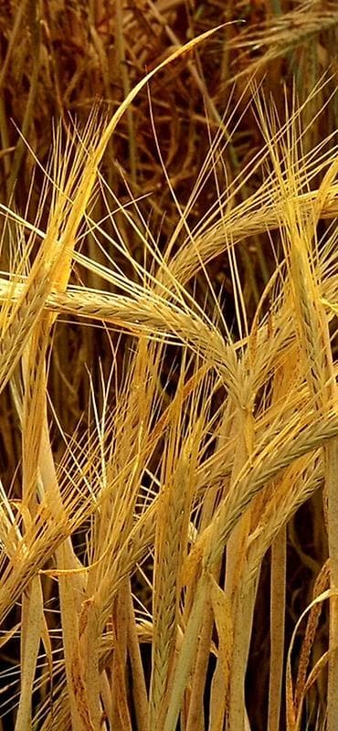 🌾 КҮЗДҮК АРПА САТЫЛАТ! 🌾 Урматтуу айылдаштар жана дыйкандар! Бизде at lalafo.kg 🌾 КҮЗДҮК АРПА САТЫЛАТ! 🌾 Урматтуу айылдаштар жана дыйкандар! Бизде
