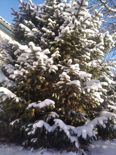 продаю кухонный шкаф: 1. Ёлка-3метра
2. Ёлка- 4.5метра — 1