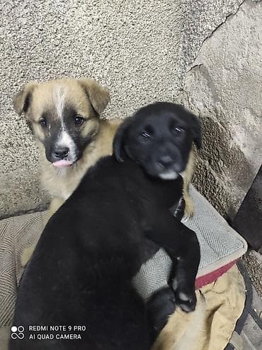 Ит бекер берем: Щенки метисы среднего размера ищут добрые и заботливые руки и верных — 3