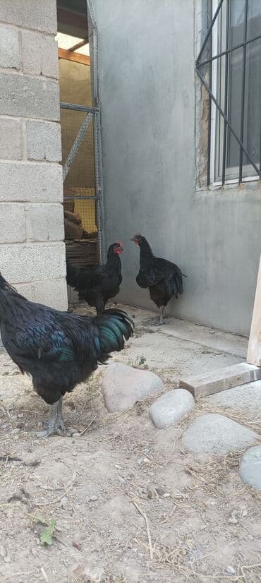 где можно купить кошку в бишкеке: Джерси гигант — 4