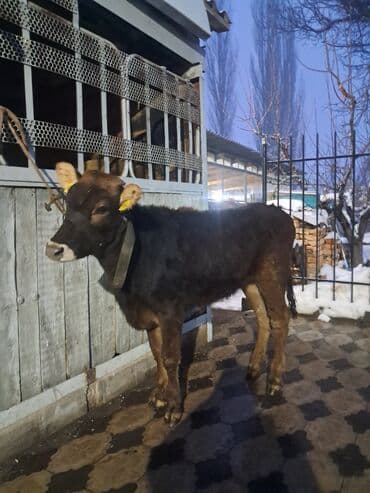 Продаю | Тёлка | Алатауская | На откорм | Привязанные