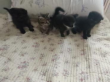 Британские котята, помёт из 4 малышей: 3 девочки и 1 мальчик - — 3