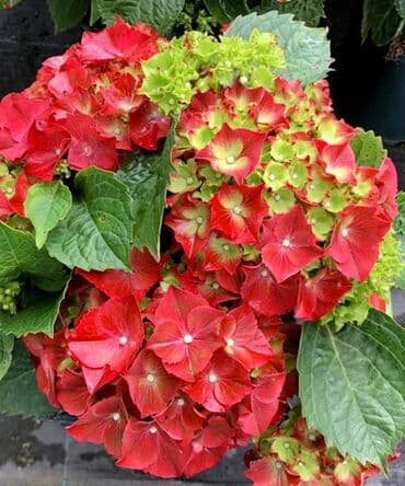 торнадер: Гортензия крупнолистная (макрофила) Хай® Торнадо (Hydrangea — 2