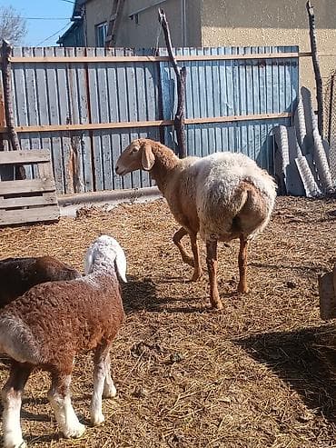 бараны породистые: Продаю | Овца (самка) | Для разведения | Матка — 6