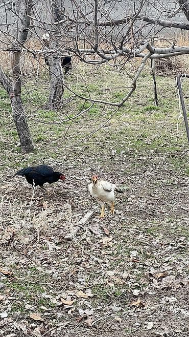 тоок гриль бишкек: Семейка — 3