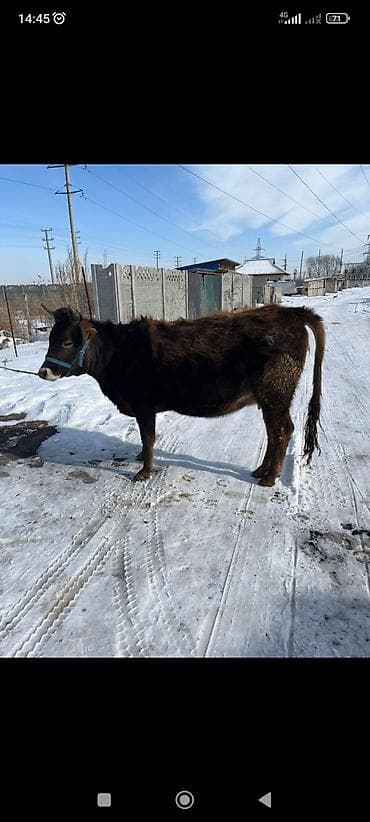 Продаю | Корова (самка) | Для разведения | Стельные