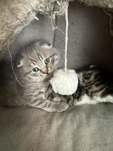неделю: Шотландский вислоухий котёнок (Scottish Fold) - Окрас: серебристый — 1