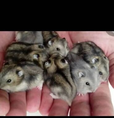 акустические системы jarre technologies колонка в виде собак: Продаю клетки для хомячков от 400 до 1200 сом. джунгариков хомячков — 7