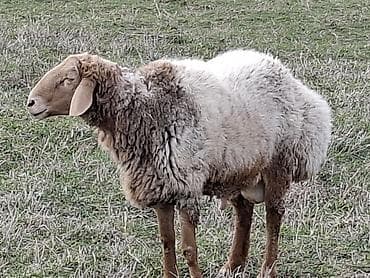 щенки шпица цена: Продаю | Баран (самец) | Арашан | Племенные — 1