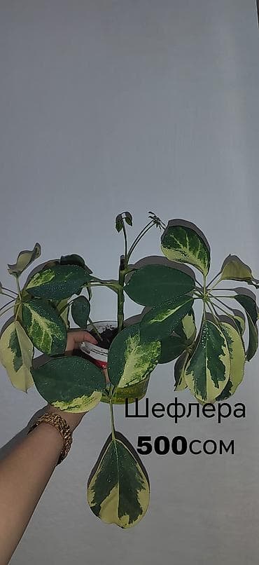 дерево лимона: Комнатные растения — саженцы и черенки. 1) Живое дерево (лечебное) — — 4