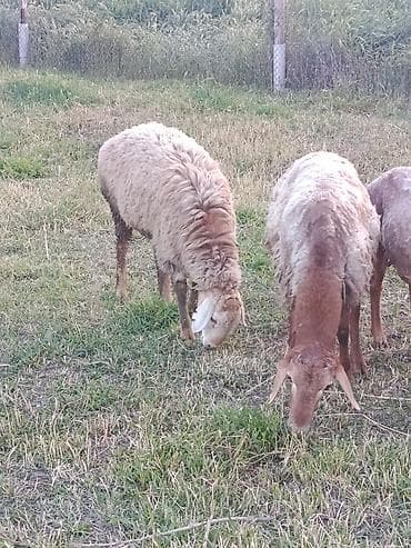 купить курдючного барана: Продаю | Баран (самец) | На забой — 3
