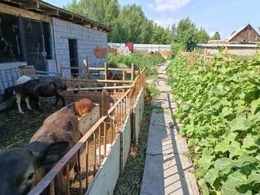 срочно продаю дом токмаке: Дом, 100 м², 4 комнаты, Собственник, Старый ремонт — 18