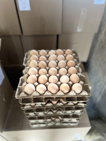 стол жалал абад: Яйцо куриное оптом — 2