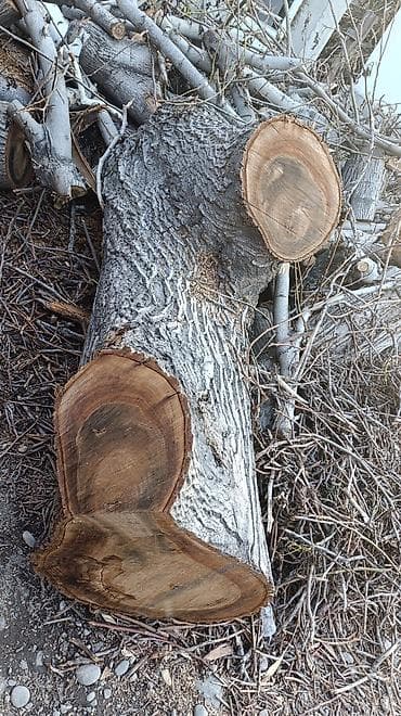 орех дрова: Дрова Орех, Самовывоз — 1