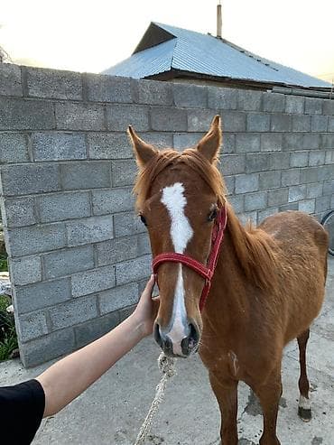 машинка для животных: Продаю | Жеребенок | Конный спорт — 6