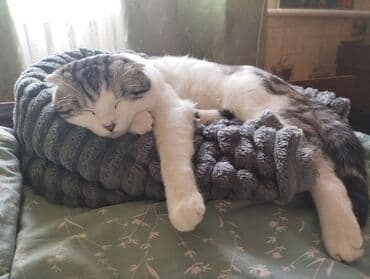 ак мышык: Ит кууту: Скотиш Фолд (Шотландиялык шалпаң кулак), Эркек, 1 жаш, Эмделген — 4