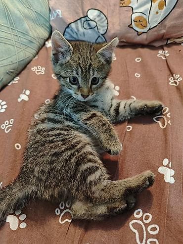 латок для кота: Кошка даром: Беспородная, 2 месяца, Мальчик, С прививками, Приучена к лотку, Проглистована — 3