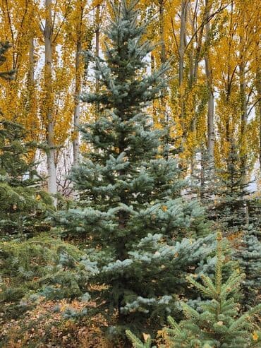 садовый стол: Продаются хвойные и лиственные деревья🌲🌳 - Голубая ель от 0,8-5м - — 9