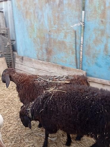 Продам с/х животных: Продаю | Овца (самка) | Для разведения — 3