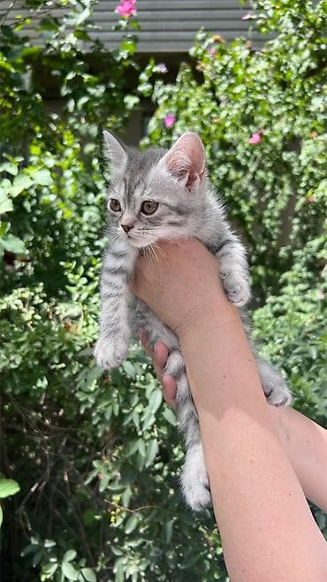 Скотиш Страйт (Шотландская прямоухая), 2 месяца, Мальчик, Серый, Приучена к лотку, Проглистована at lalafo.kg Скотиш Страйт (Шотландская прямоухая), 2 месяца, Мальчик, Серый, Приучена к лотку, Проглистована