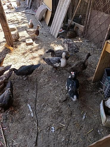 голуби птица: Мускусные утки (индоутки), разноокрашенные. - Порода: мускусная утка — 2