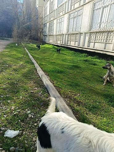 охотничи собаки: Отдаем в хорошие руки. щенкам по 3-4 месяца. верный друг и хороший — 4