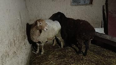 яица для инкубации: Продаю | Овца (самка) | Для разведения | Котные, Матка, Ягнившаяся — 2