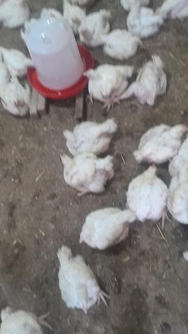 животные для дома: Целая тушка бройлера - Вид продукта: охлаждённая/замороженная тушка — 3